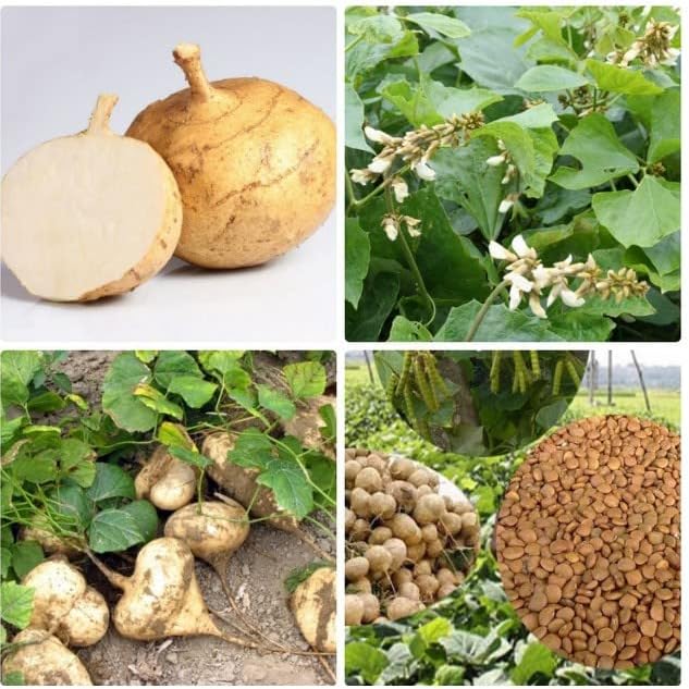 Miniatura 2 de 300 Semillas+True Jicama Seeds Hat Giong Cu San Mexican Potato - Semillas de Nabo Dulce - Semillas Asiáticas de la Diáspora