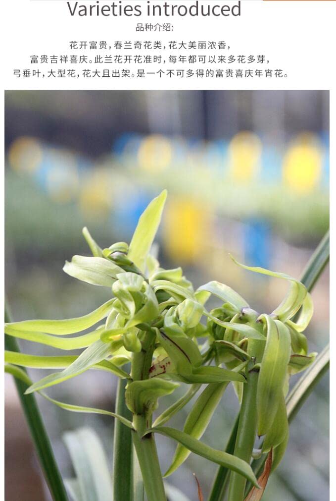 Amazon.com : CYMUS Live Cymbidium Goeringii 花开富贵Orchids