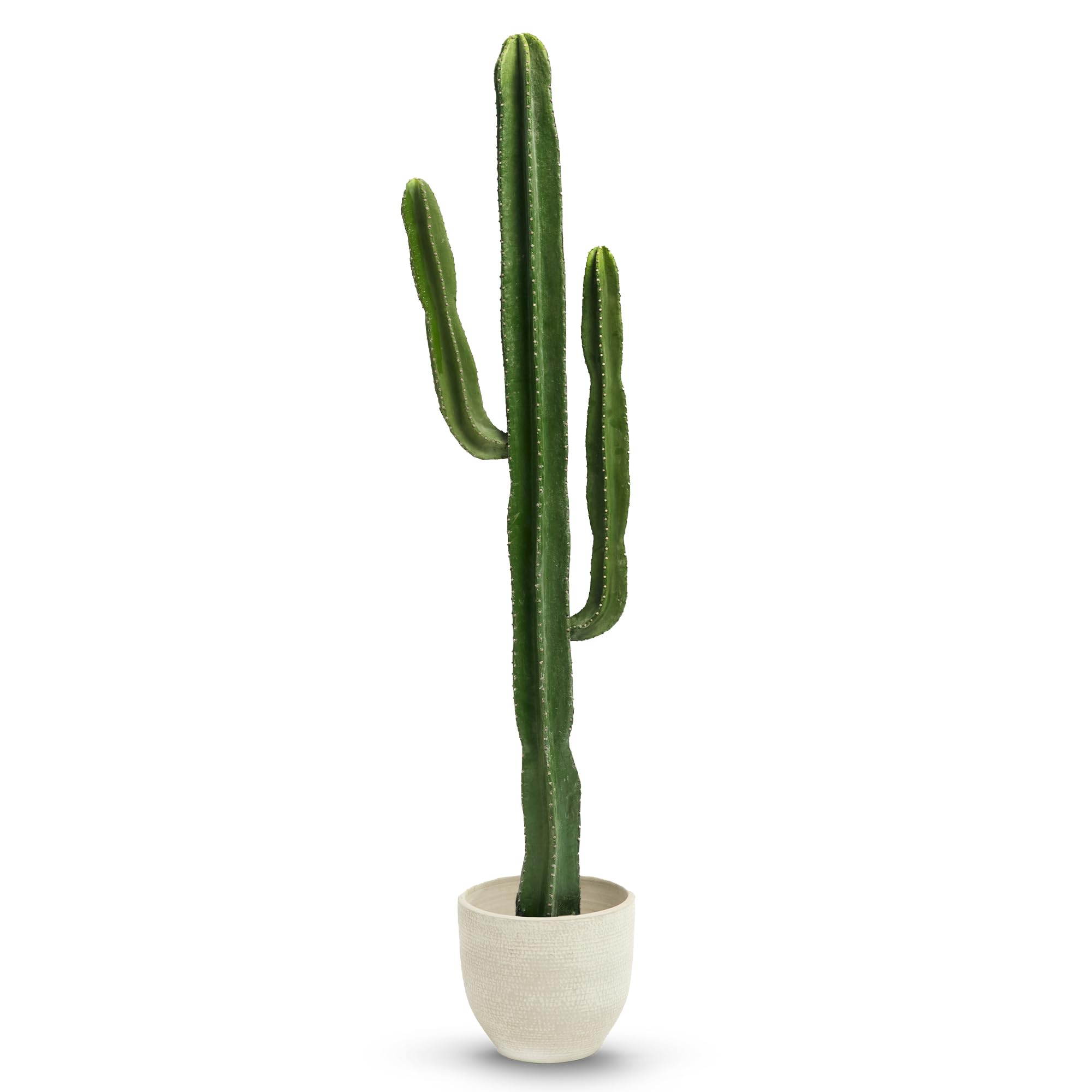 philodendron caramel marble Philodendron Caramel Marble Variegated – Tropical Houseplant main image 1