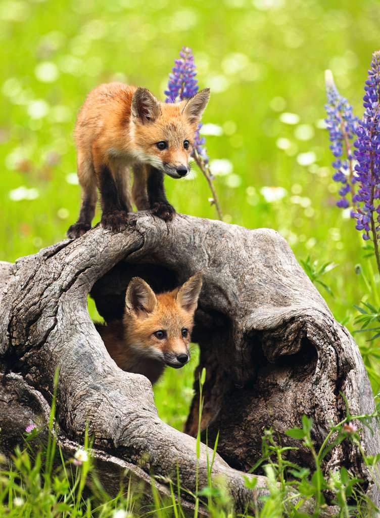 Ravensburger - Puzzles XXL Curious Foxes, Multicoloured, 300 Piezas XXL, 49x36 cm - Image 2