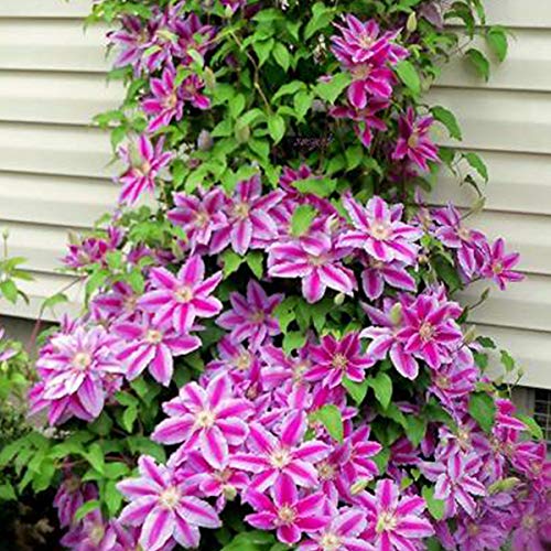Clematis 'Docteur Ruppel' - Vente Clématite bicolore Clematis 'Docteur Ruppel' - Vente Clématite bicolore