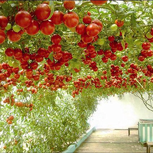 Catterpillar Farm Hybrid Indian Climbing Tomato 50 Seeds Pack