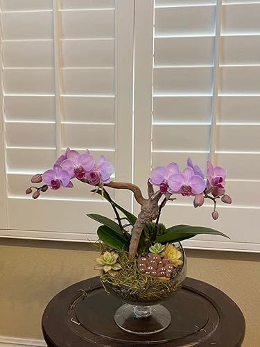 Miniatura 6 de WGVI VHC_A Florero de vidrio