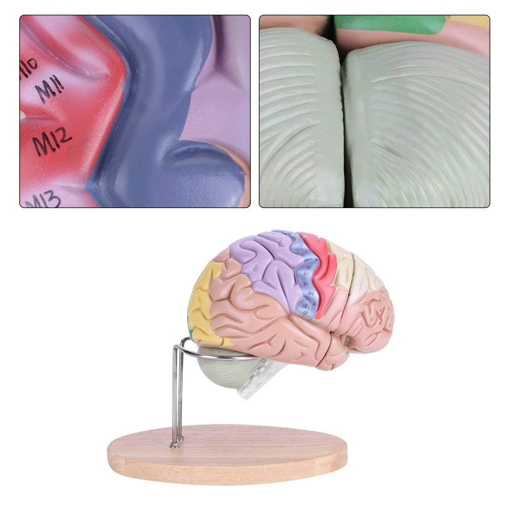 Brain Structure Model Anatomy Color Coded Cerebral Cortex Nerve Model ...