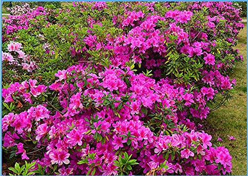 30+ Mixed Azalea Rhododendron Simsii Seeds Schlippenbachii Bush Shrub Flowers Plant #TOP1