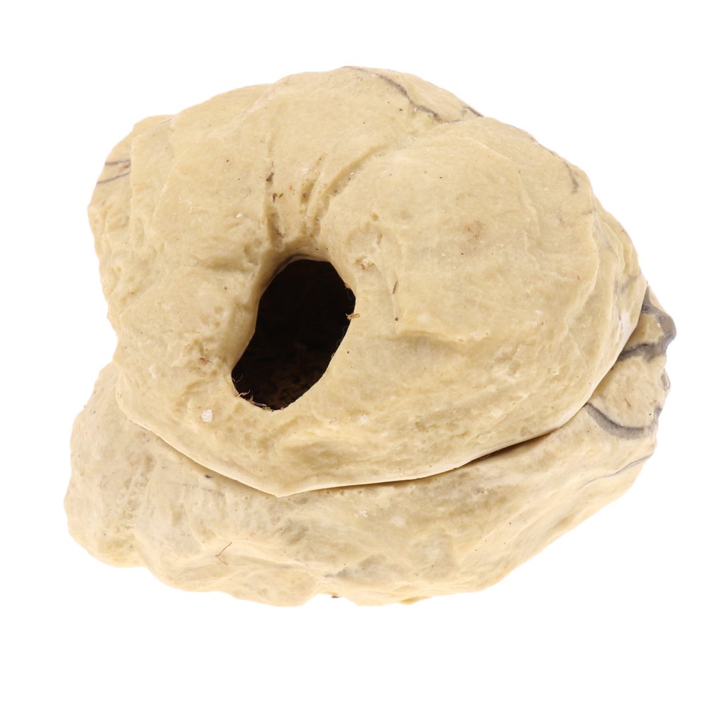 Set di 2 grotte nascoste in resina per rettili con coperchio, decorazione ornamentale a forma di tartaruga a forma di pesce