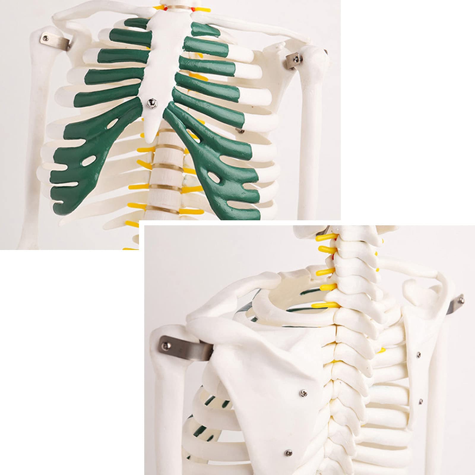 Model szkieletu ludzkiego o długości 85 cm do anatomii, szkielet anatomiczny całego ciała z PVC