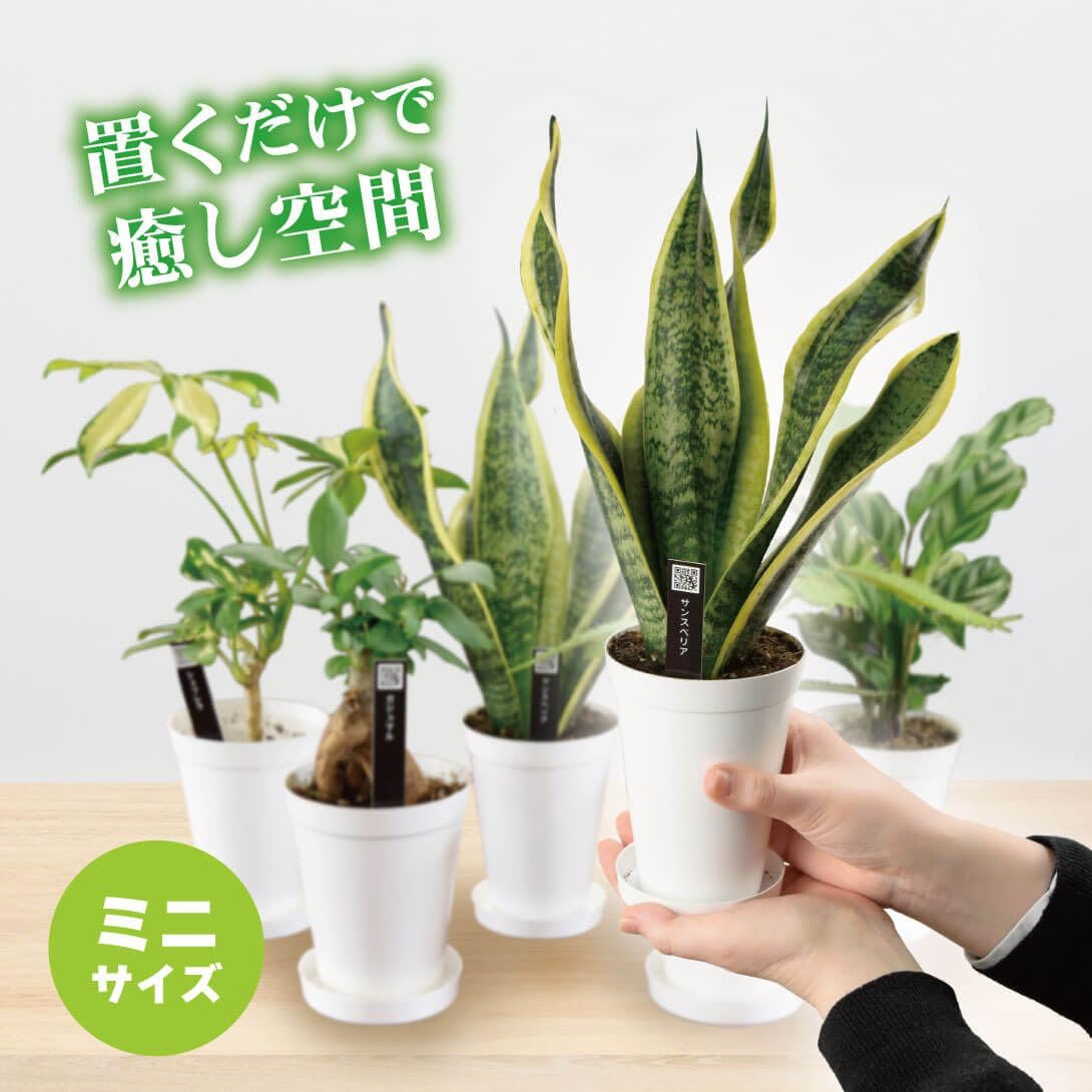 Amazon.co.jp: 観葉植物 テーブル観葉 マドカズラ 3号鉢 1鉢 ミニ観葉 
