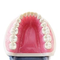 Vista 5 de Modelo de dientes Typodont, con dientes extraíbles, compatible con Kilgore Nissin para enseñanza, estudio