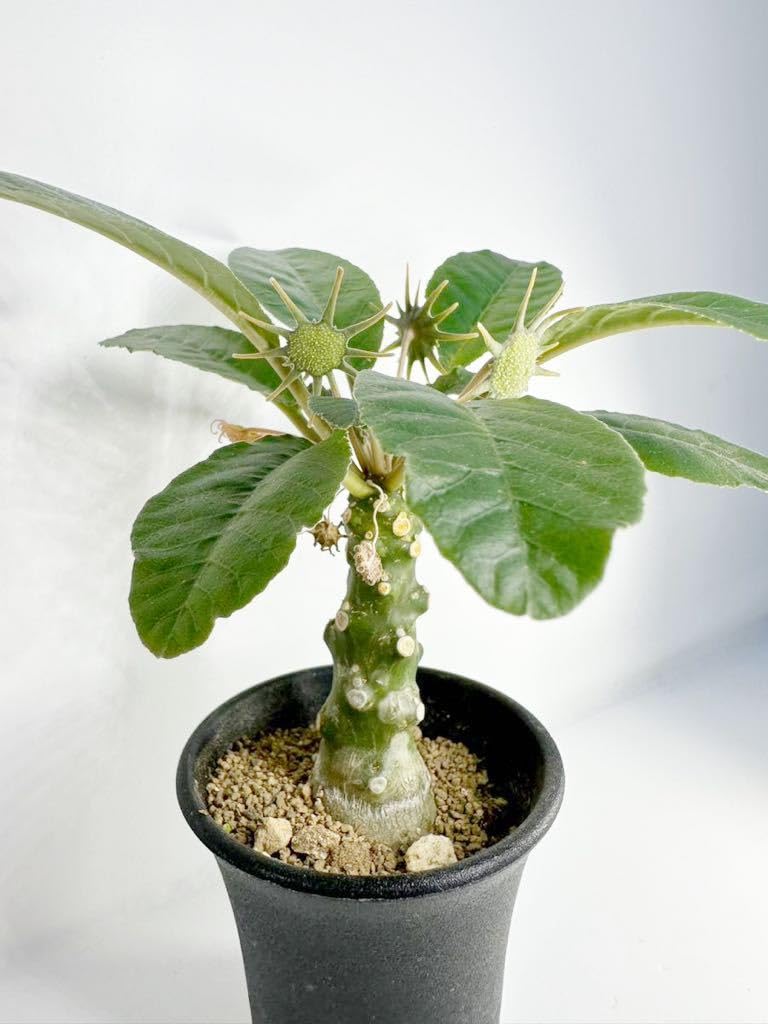 Amazon.co.jp: Dorstenia foetida ドルステニア フォエチダ 塊根植物