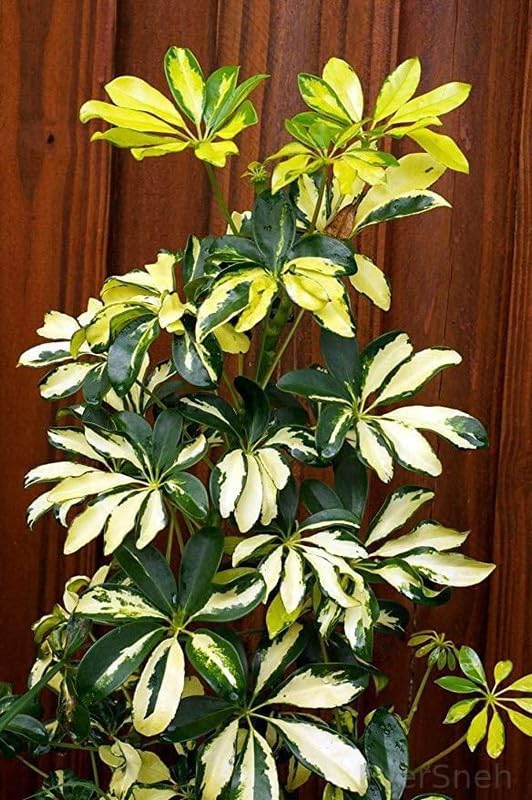 EverSneh Live Garden Live Plant Umbrella Tree, Schefflera Arboricola Trinette Plants for Schefflora (Brassaia Actinophylla) Home (1 Live Garden Plant) (B0B6W1ZTW1) Amazon Price History, Amazon Price Tracker