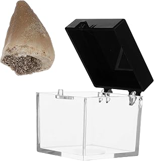 Shell Samples Stones Mosasaurus Tooth Tooth 1Pc Mosasaurus Practical Sample Teaching Prop Specimen Teeth Book Dinosaur Teeth Mosasaur Tooth Toy