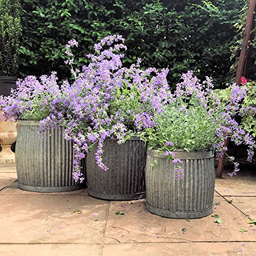WHW-Whole-House-Worlds-French-Country-Style-Belly-Bucket-Planters-Set-of-3-Galvanized-Metal-Corrugated-Cache-Pots-Rustic-Wash-Basin-from-Over-1-Ft-Diameter-17-12-Inches WHW Whole House Worlds French Country Style Belly Bucket Planters Set of 3 Galvanized Metal Corrugated Cache Pots Rustic Wash Basin from Over 1 Ft Diameter 17 12 Inches
