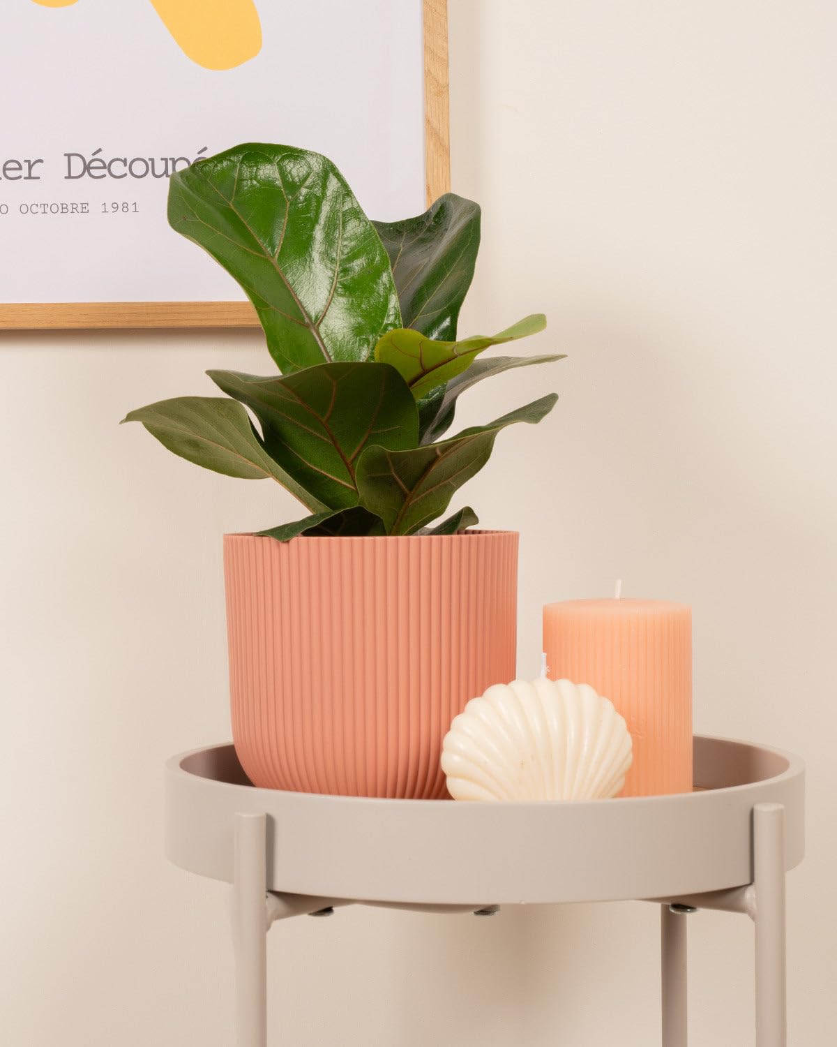 Prickle Plants Fiddle-Leaf Fig - Attractive Indoor Fig with Decorative Leaves, Easy Care Plant for Stylish Home or Office Spaces (30-40cm incl. 12cm Pot)