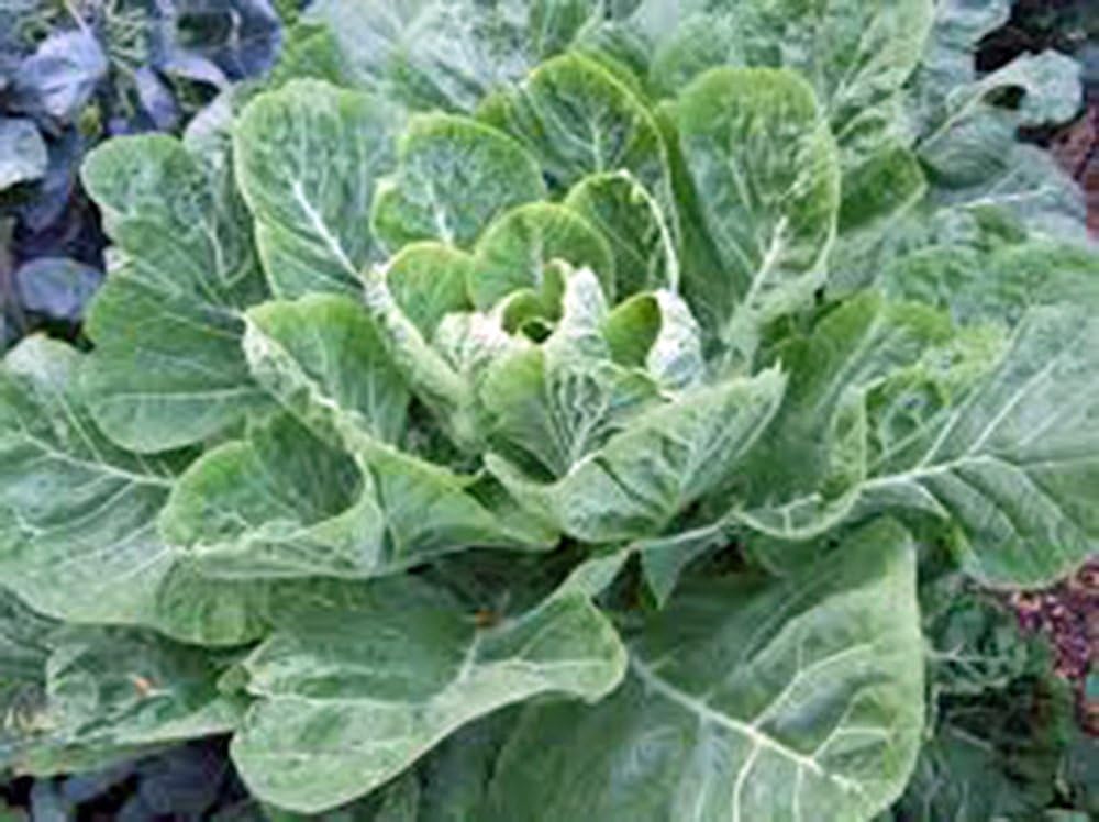 Collard Greens Seed, Morris, Heirloom, Non GMO, 100 Seeds