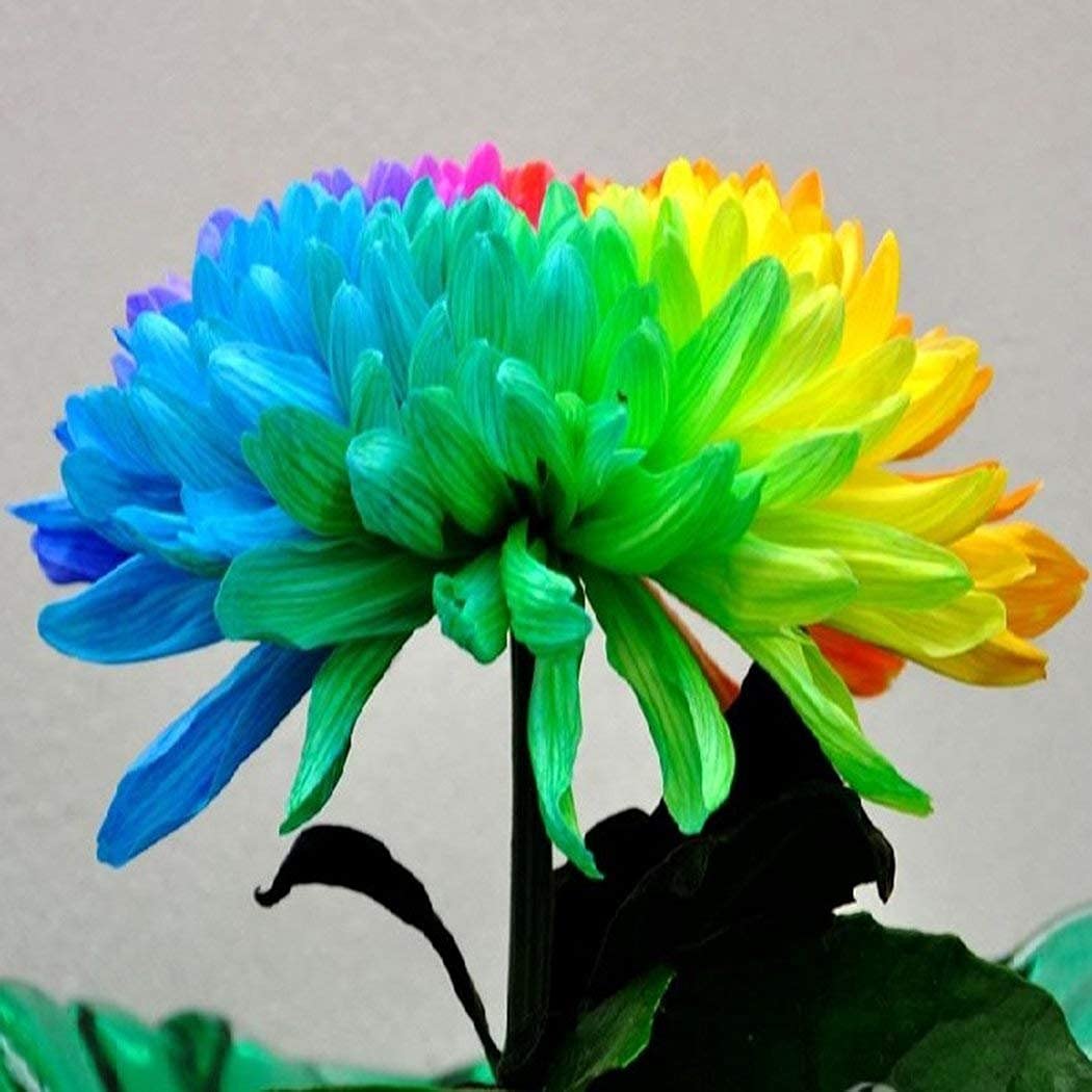 Strawflowers Dwarf Seeds- 20 Seeds (B0979CZYHM) Amazon Price History, Amazon Price Tracker