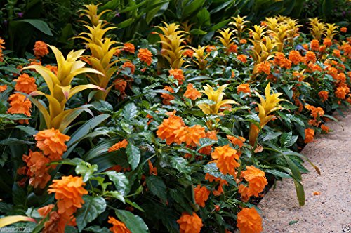 Crossandra Seeds,Orange Marmalade -Firecracker Flower- Very Rare Tropical Plant(5 Seeds)