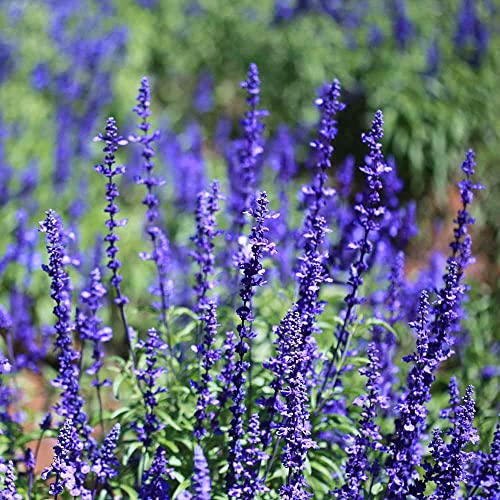 Outsidepride Blue Sage Seeds - 5000 Pcs Perennial, Drought-Tolerant & Deer-Resistant Wildflower...