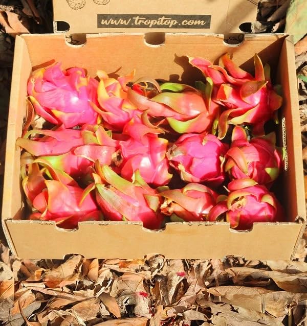 Pitahaya Púrpura 2kg Fruta Fresca Producción Local Castellón España Pitaya Rosa Fruta del Dragón