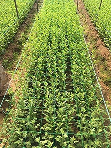 Heavy-Duty PE Plant Trellis Netting Garden Netting Poultry Breeding Netting Fruit Plants Trellis Net,36 Strands,Netting Size:W5xL20',Mesh Size:3.94"x3.94"
