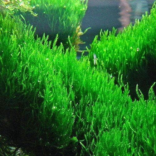 Maalavya Live Aquarium Aquatic Plant (Flame Moss) Big Bunch Loose Moss
