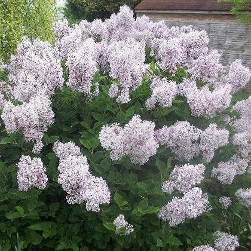 Tristar Plants - Miss Kim Lilac, 1 Gallon Trade Pot, Syringa Pubescens Subsp. Patula 'Miss Kim, Fast Growing Trees #TOP2