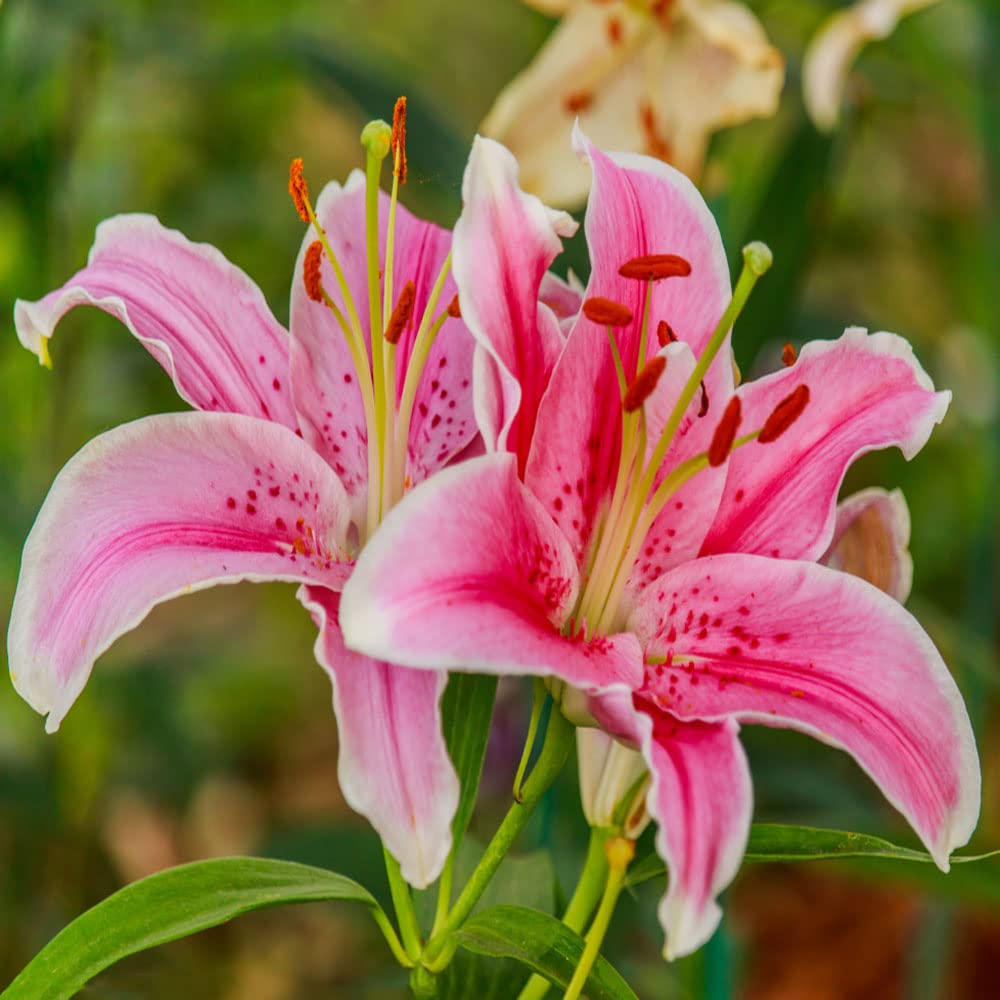 Lilienzwiebeln Winterhart - Riesenlilien & Baumlilien 2 Stück