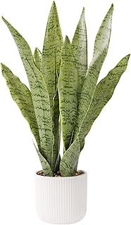 Artificial Realistic Snake Plant 21.5" with White Pot Fake Snake Plants Sansevieria Greenery Faux Snake Plant for Home Office Living Room Housewarming Gifts Indoor Decor-LightGreen