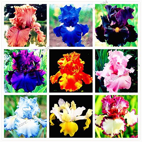 50pcs / bag Iris semi di orchidee, bonsai perenne pianta semi farfalla fiore di iris per la semina giardino di casa