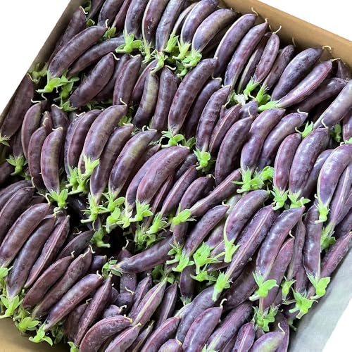 春の食卓を彩る 飛騨高山産 有機栽培スナップエンドウ 1kg(緑色・紫色の混合)(春限定・5〜6月発送)|新鮮 春野菜 旬の味覚 えんどう 彩り野菜 山藏農園