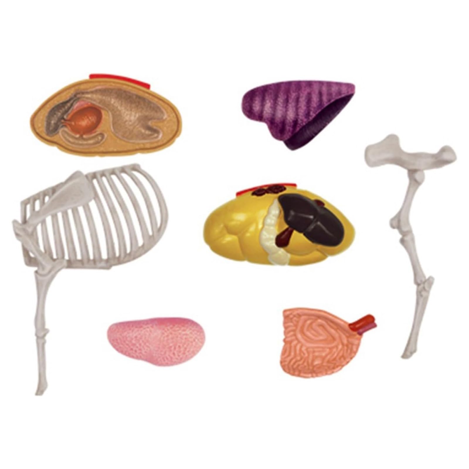 Modelo de vaca con visión 4D, modelo de anatomía de órganos vacunos desmontable de 29 piezas, juguete de ensamblaje de inteligencia vacuna, entrenamiento veterinario en clínicas veterinarias.