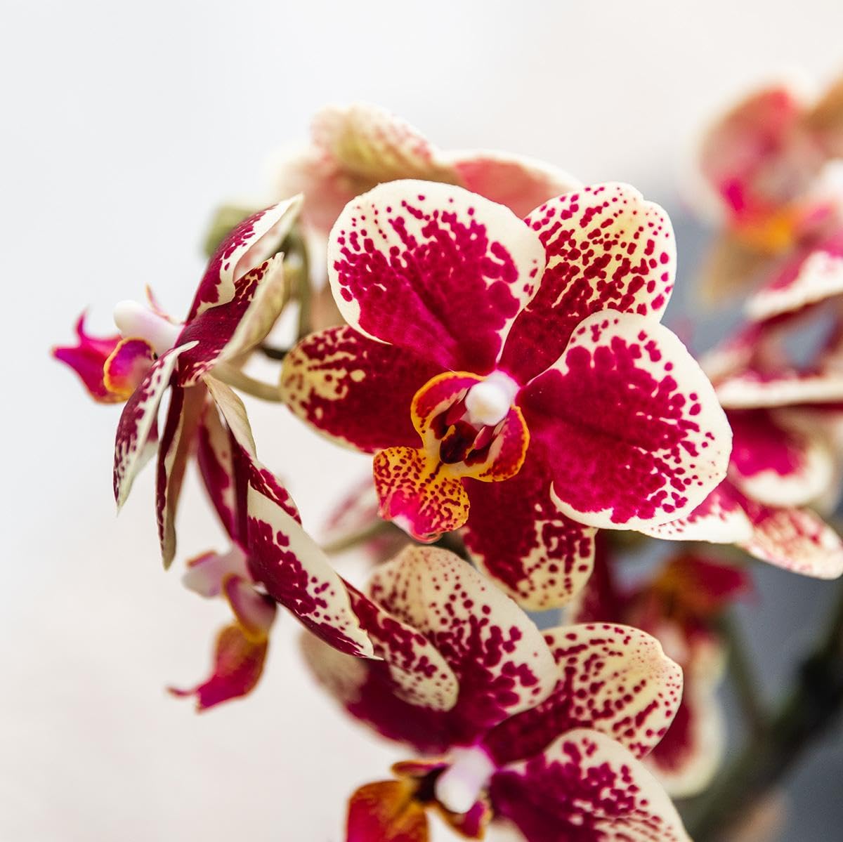 Orchidées jaunes et rouges en pot 9 cm, plante d'intérieur fraîche de l'éleveur