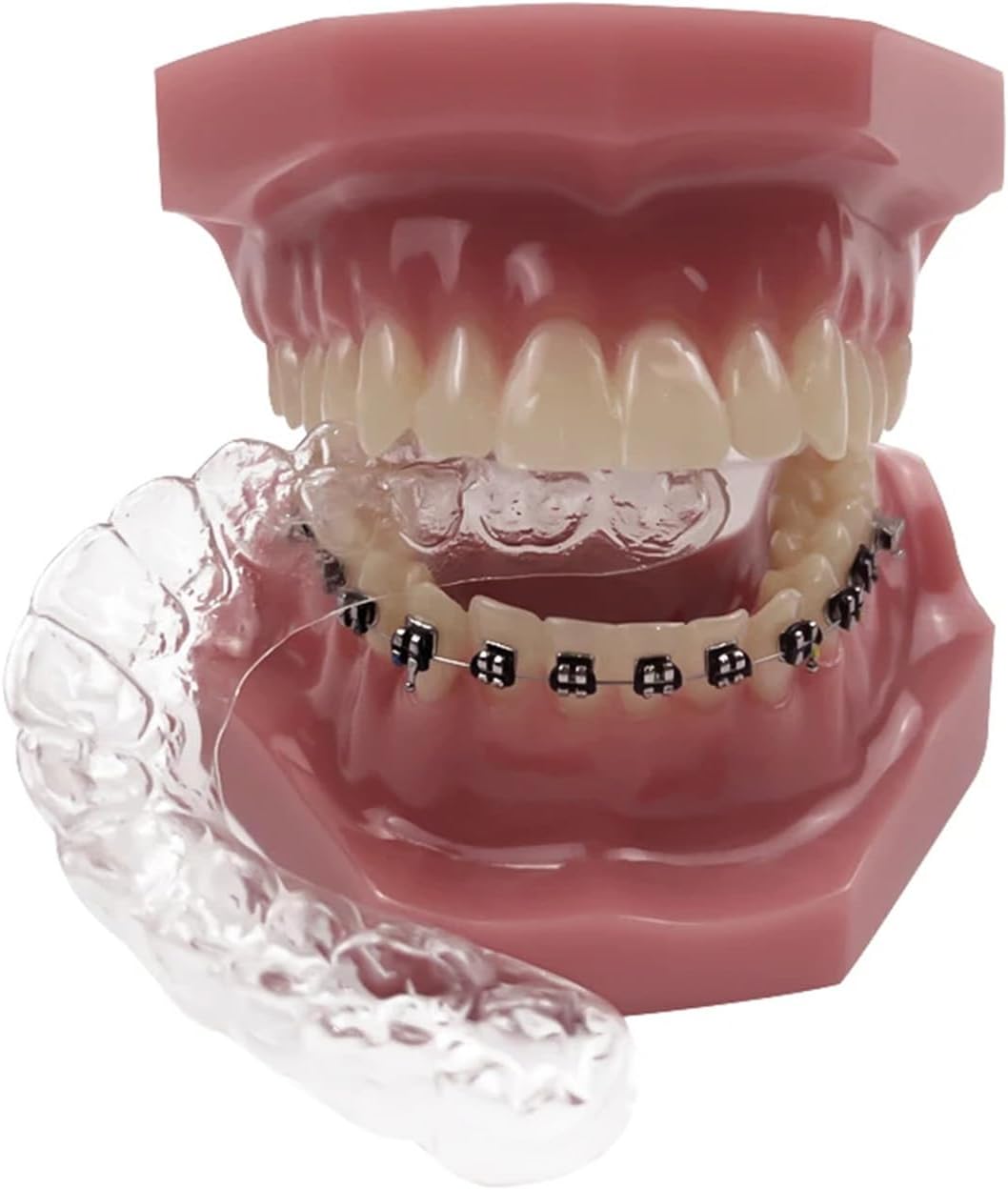 ニッシン　歯科模型　額模型　歯科衛生士　NISSIN デンタルモデル Amazon.co.jp: ニッシン 歯科模型 額模型 顎模型 歯科衛生士