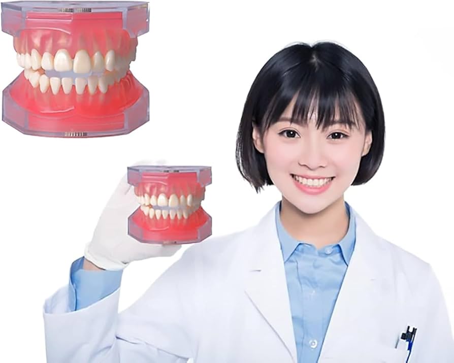 Amazon.co.jp: 【MoFein】歯列模型 歯科モデル 歯取り外し可能