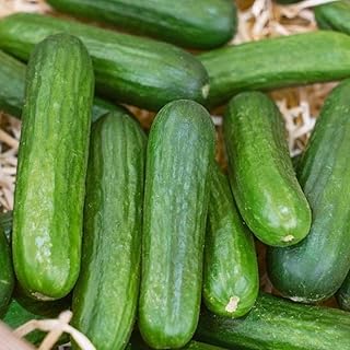 30 Fresh and Organic Persian Beit Alpha Cucumber Seeds