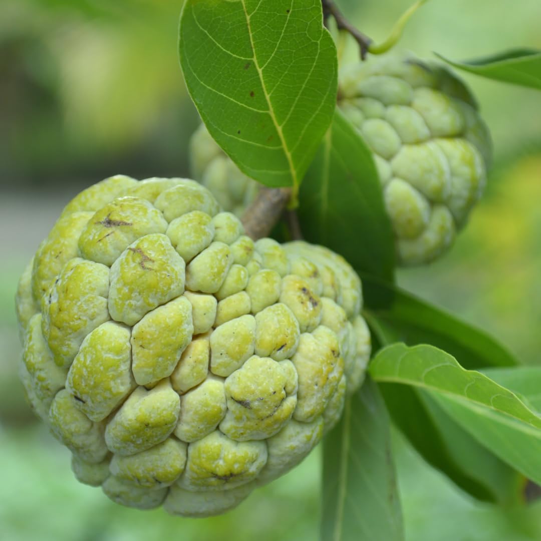 Nursery Live Rare Sugar Apple/Sitafal (" Green " Annona squamosa,Seedling) Exotic 1 Live Fruit Plant (B09B6B4HXH) Amazon Price History, Amazon Price Tracker