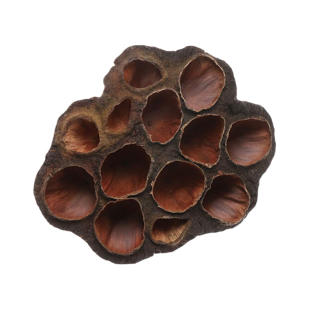 zhangxin Dried Lotus Crafts Brown Lotus Home Decorations Office Party Supplies Flower (Color : 3-57cm)