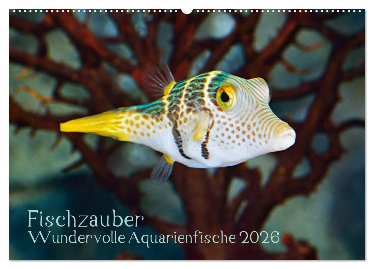 Fischzauber - Wundervolle Aquarienfische (Wandkalender 2026 DIN A2 quer), CALVENDO Monatskalender: Kalender mit bezaubernden Aufnahmen von kleinen Fischen in Aquarien.