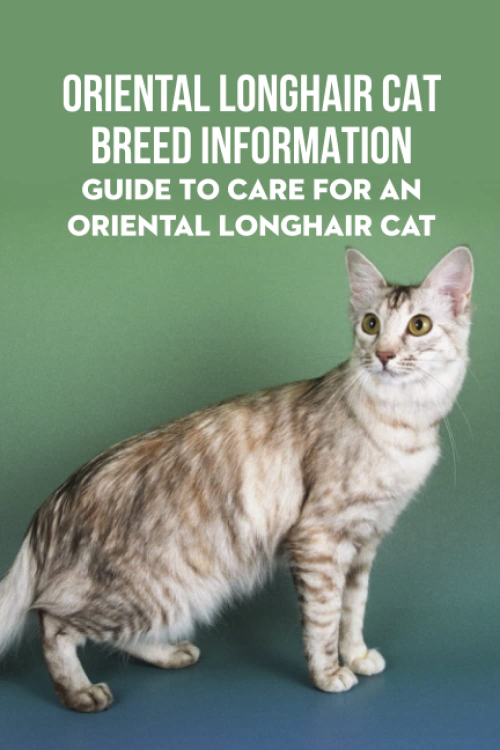 Oriental Longhair Cat Breed Information: Guide to Care for An Oriental Longhair Cat: Oriental Longhair Cat