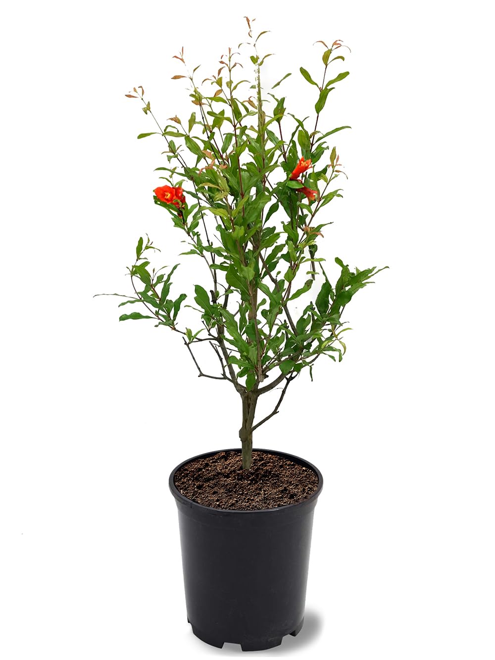 Parfianka Pomegranate Tree, Fruit Bearing, Hardy, 1 gal Nursery Pot, 12-18 in Tree Height (Due to Agricultural Laws, we Cannot Ship to CA, AZ, AK, or HI)