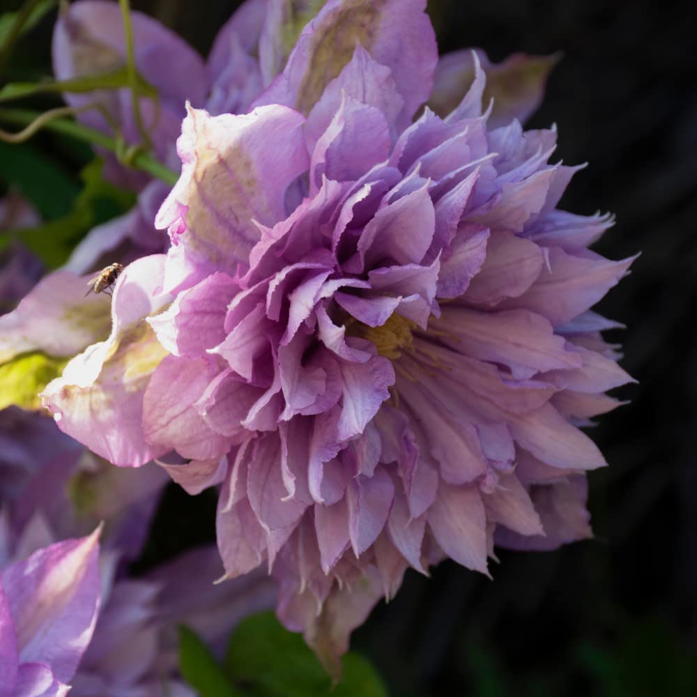 Compact Clematis 'Proteus' Old Man's Beard Climbing Deciduous Hardy Shrub Flamboyant Mauve-Pink Blooms Shade Tolerant Easy to Grow Garden Flowers 2X 2-Litre Potted Plants by Thompson and Morgan