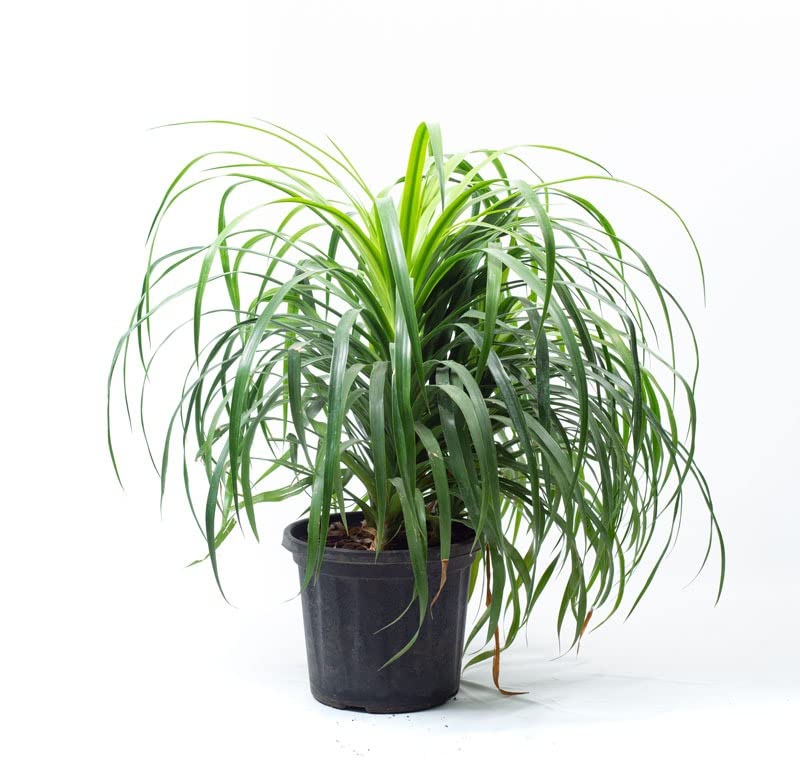 Garden Art Dracaena Draco Indoor Housing Plant Air Purifier Plant(pack of 1 healthy plant)