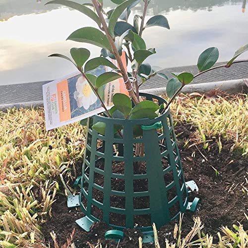 Plant Knight Tree Trunk Guard Protector with 6 Inch Plastic Expandable Wrap Fence Cage Ventilation and Clip for Garden Protection, 6 Pack (Green) - Image 5