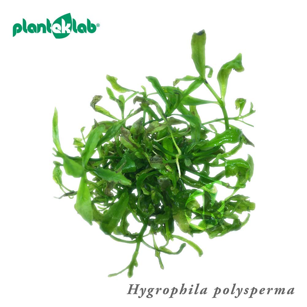Hygrophila polysperma Dwarf Hygrophila — in Vitro Live Aquarium Plants Shrimp Safe grown in The UK