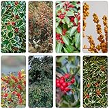 stechpalme biosaatgut balkonpflanze pflanztopf blumengarten extrem winterharte kübelpflanzen gartensamen exotische zimmerpflanzen balkongewächshäuser balkonpflanzen winterhart 100samen