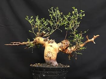 送料無料 ③コミフォラ カタフ ソマリア産Commiphora kataf Commiphora kataf pure コミフォラ ピュアカタフ 発根済現地株 4