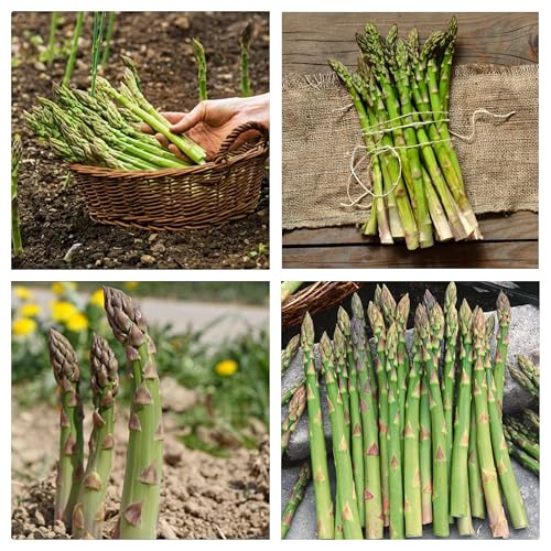 Semi di Asparagi Mary Washington, Asparagus Officinalis, Non OGM, 200 Semi, Asparago Perenne, Asparagus seeds