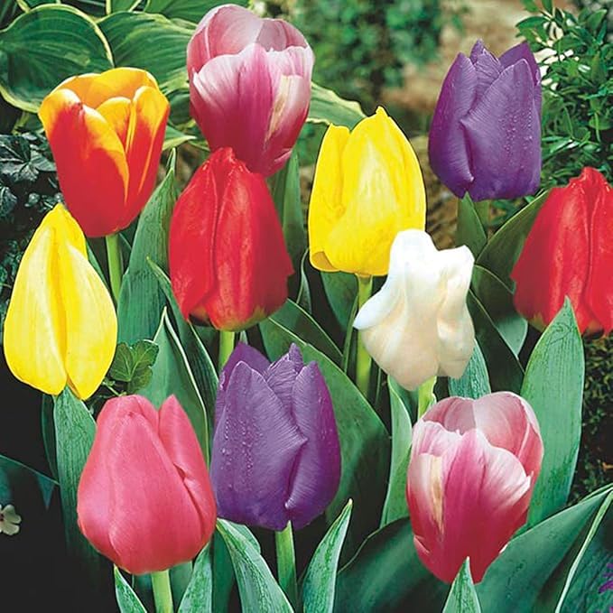 Tulip Bulbs,Flowering Rhizome,Excellent Display,Hardy Perennial,Iridescent,Tulip Bulbs Mix,Tulip Tubers UK,Good for Containers,Cut Flowers,Greening Flower,Balcony Garden Bulbs.-15Bulbs-J