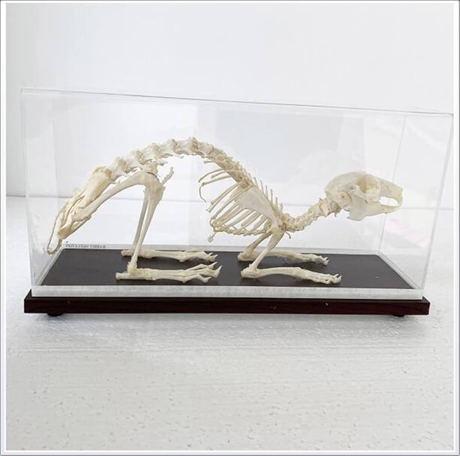 Amazon.co.jp: 天然ウサギの骨格骨標本本物の動物の骨格モデル