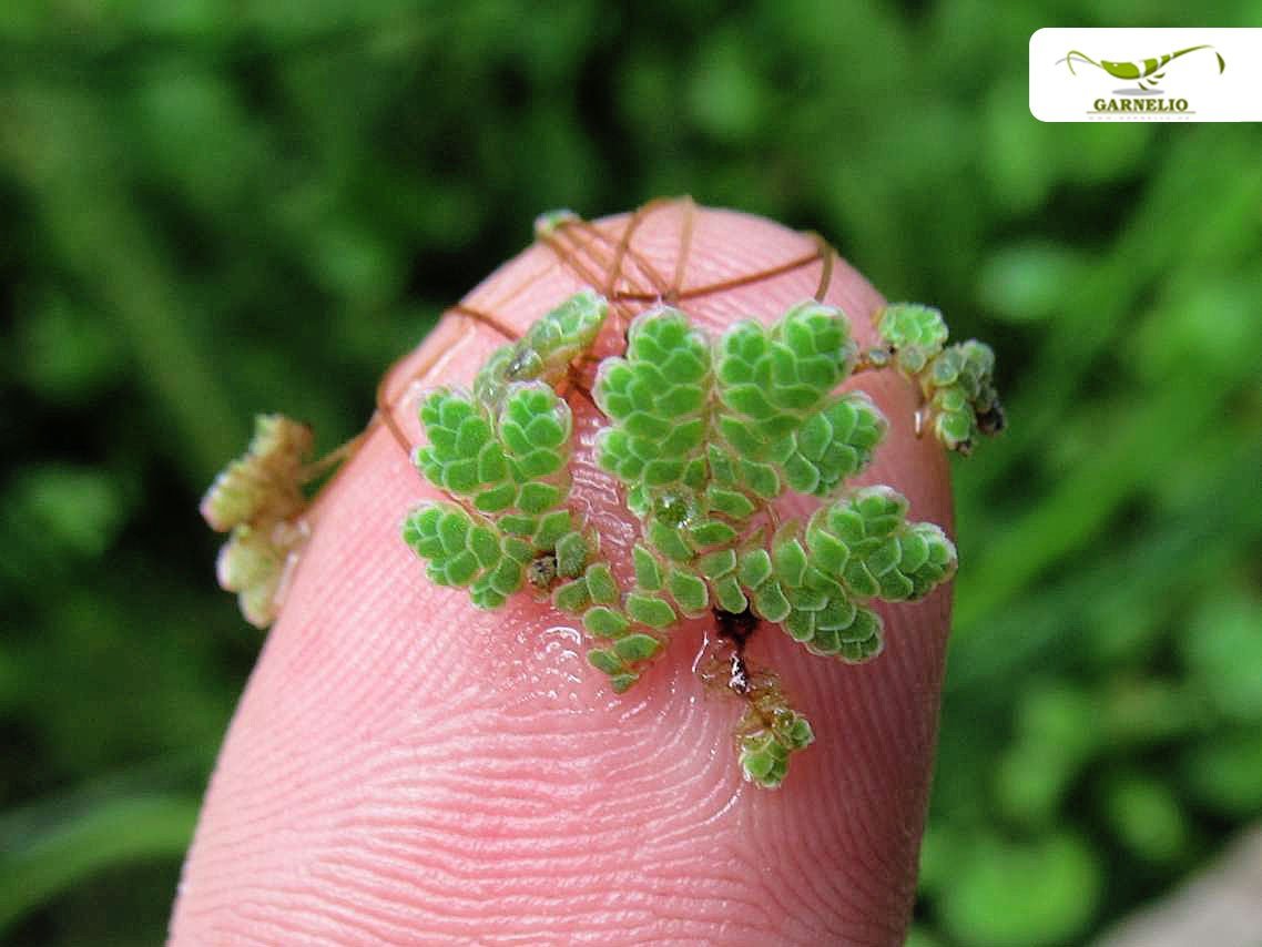 Plante flottante pour bassins et aquariums rustiques - Azolla filiculoides - Garnelio Portion